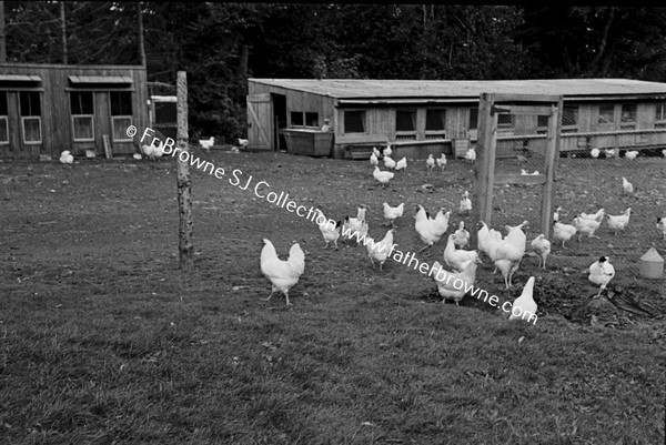 CHICKEN FARM